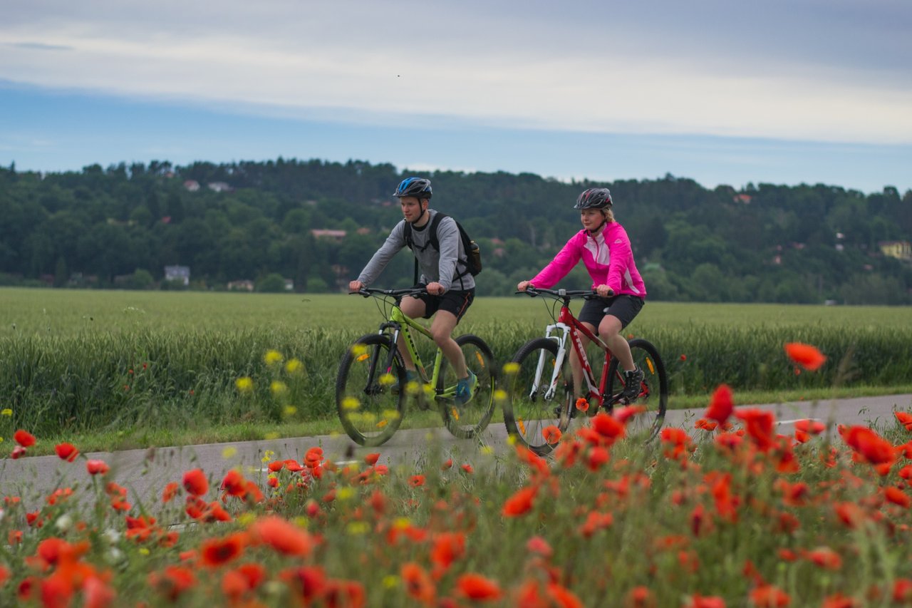 Two people riding bicycles on a road lined with poppies and greenery