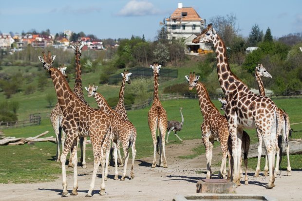4 Prague zoo